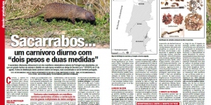 Sacarrabos, um carnívoro diurno com “dois pesos e duas medid ... Imagem 1